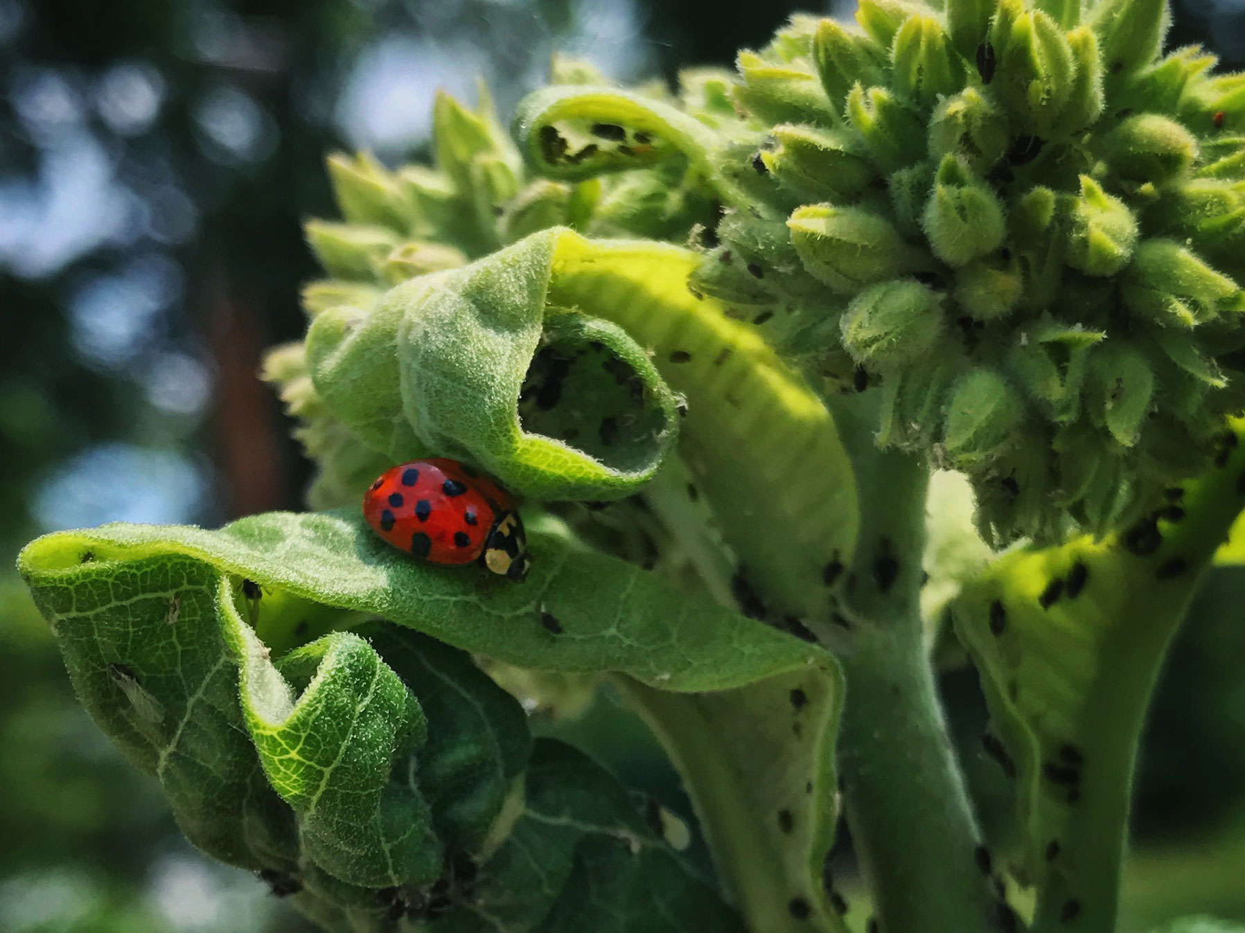 Common milkweed.