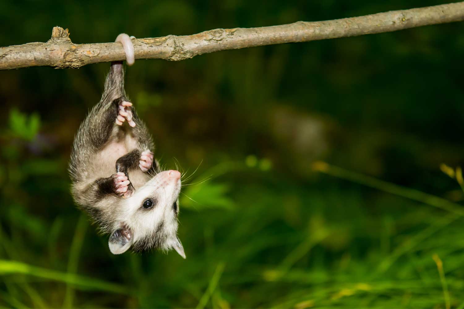 Opossum hanging by tail from a branch.