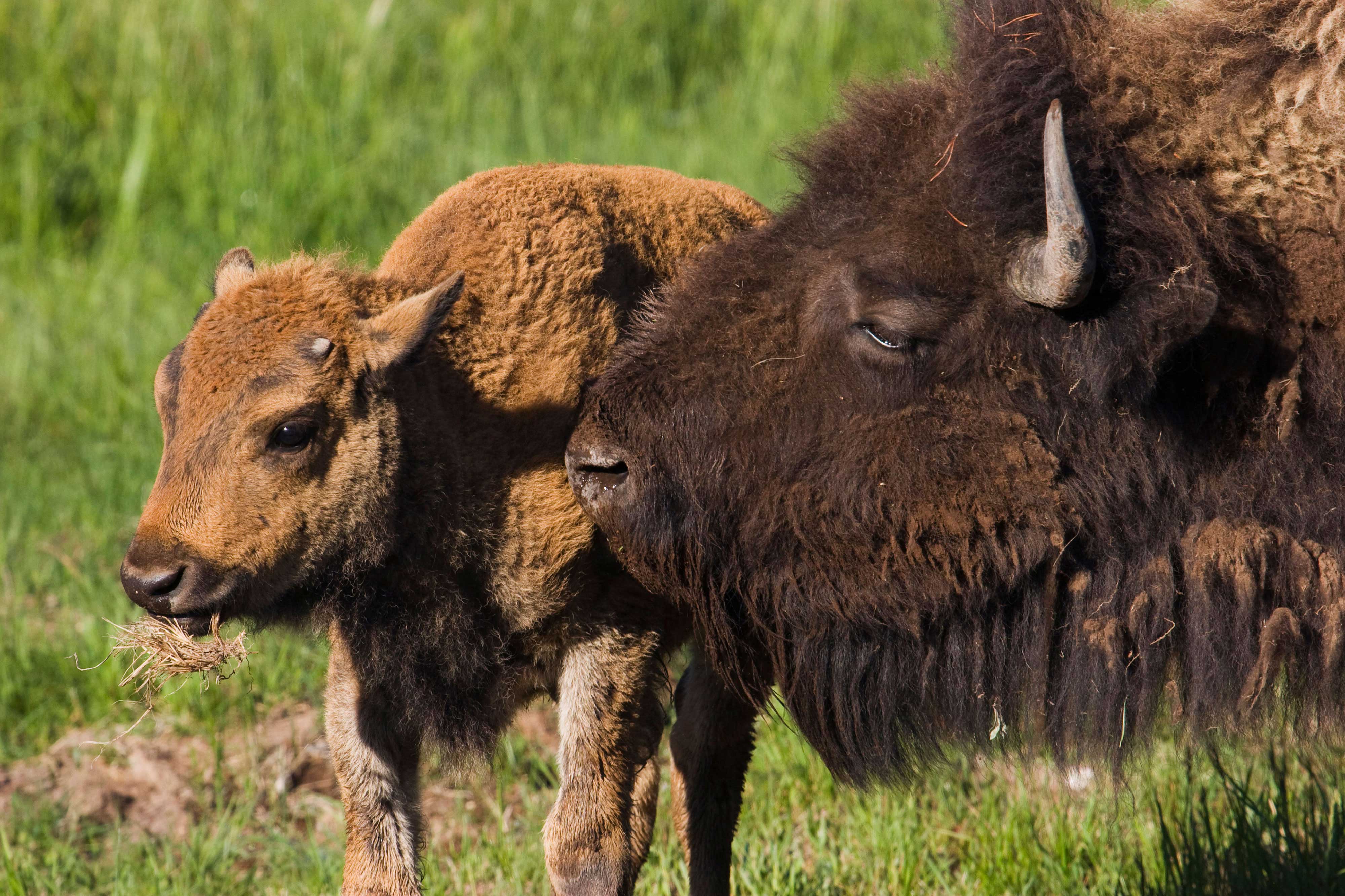 A bison and its calf.