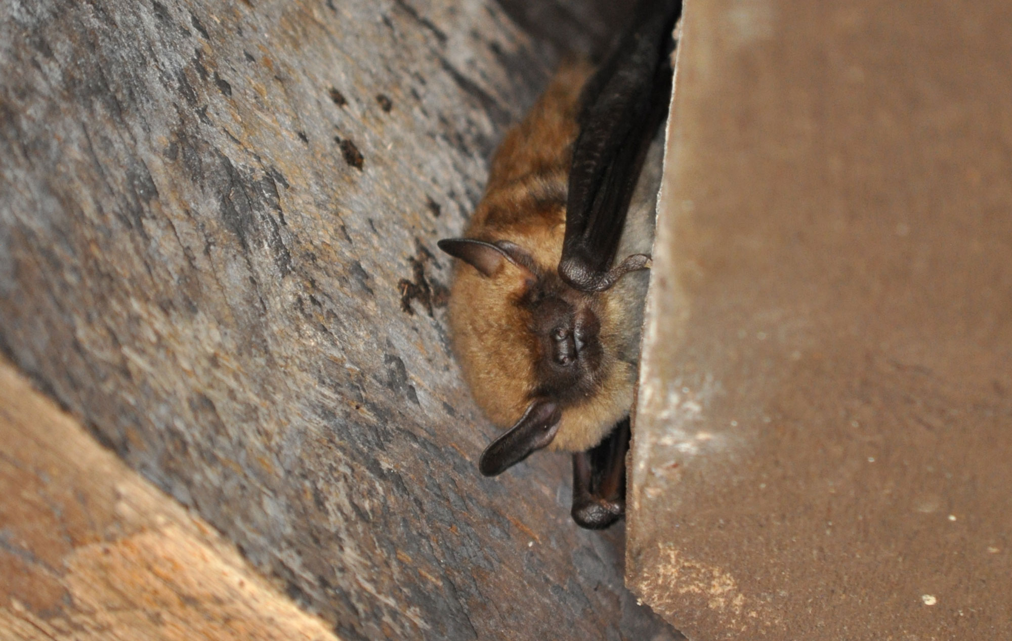 A big brown bat roosting in a wooden structure.
