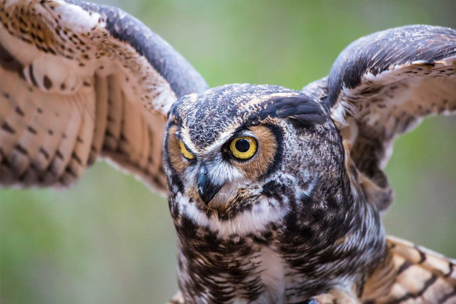 Great horned owl in flight.