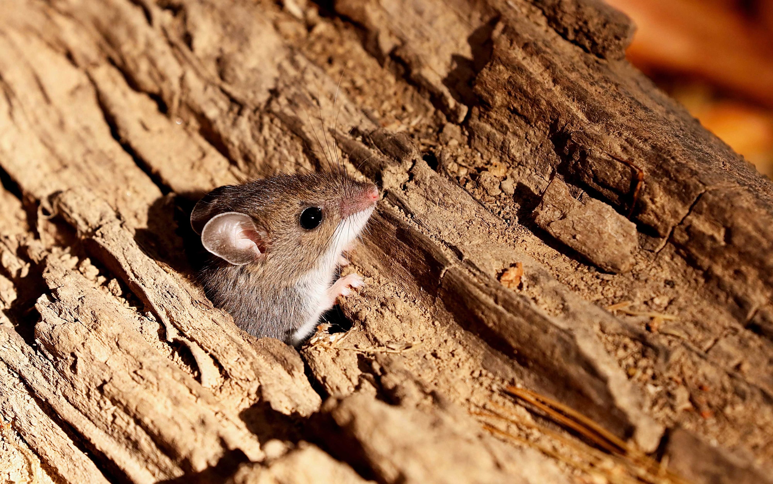 Coexisting with wildlife: Mice and rats | Forest Preserve District of Will County Coexisting with wildlife: Mice and rats | Forest Preserve District of Will County