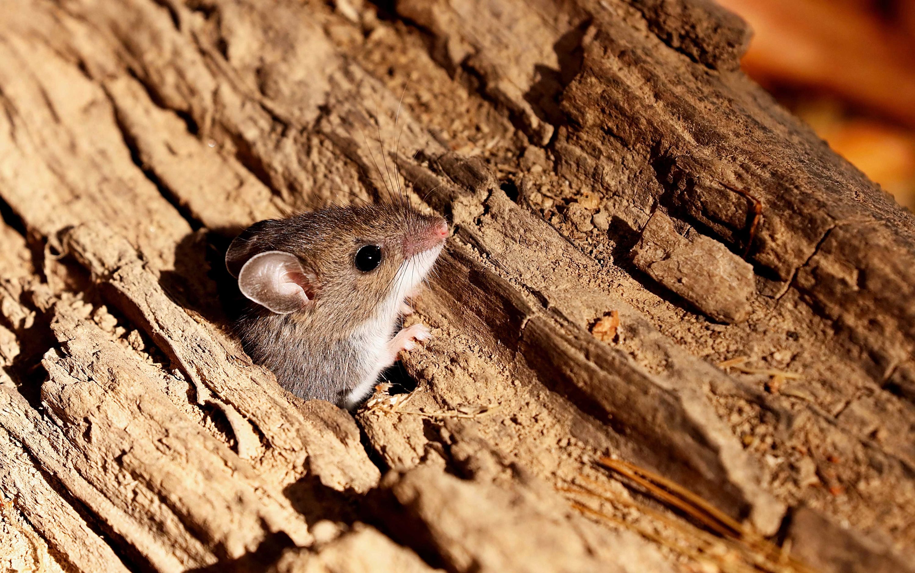 A deer mouse poking its head of wood.