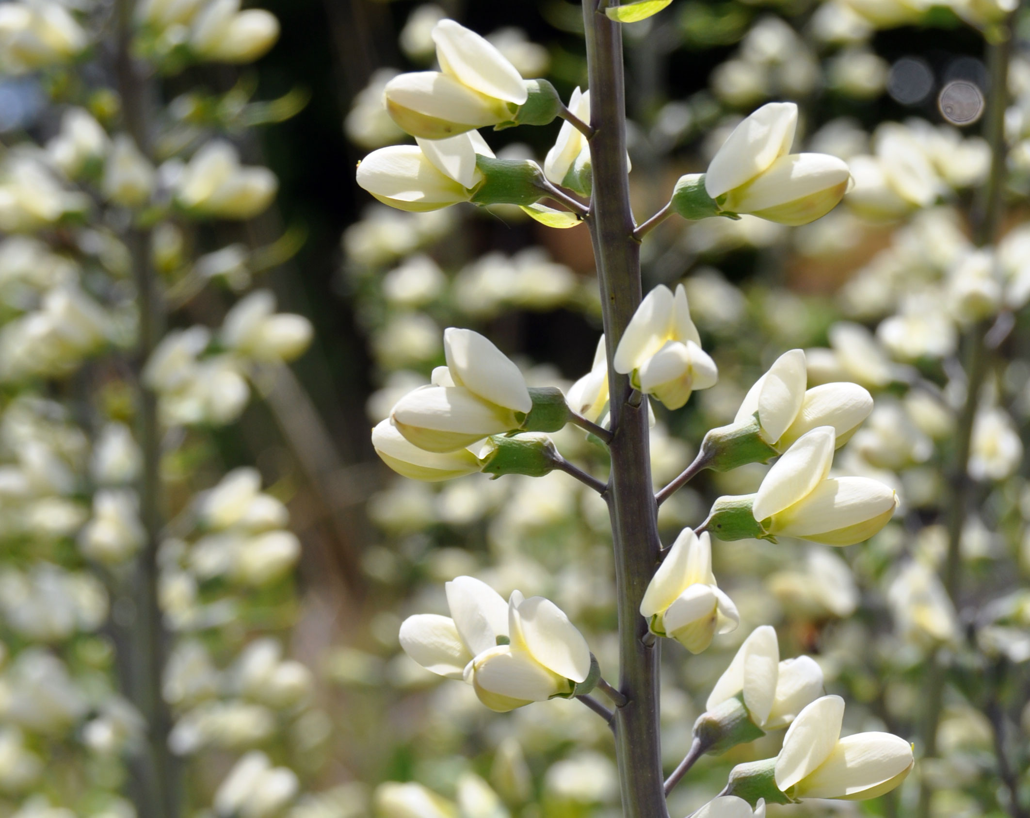 Closeup of wild white indigo. 