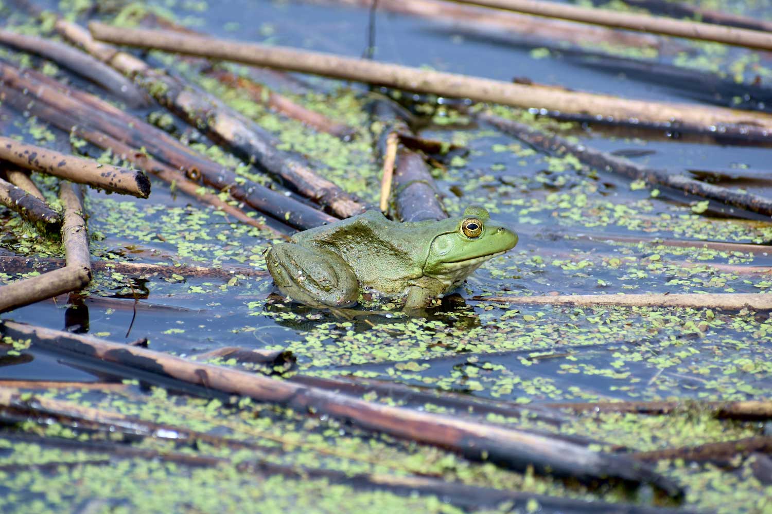A bullfrog sitting atop the water.