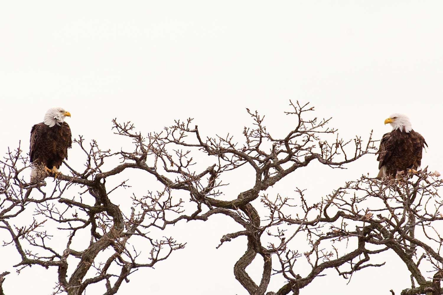 Two bald eagles in a tree.