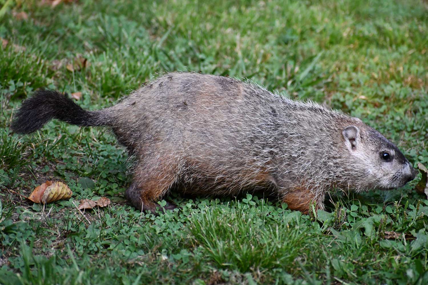 Groundhog standing in grass.