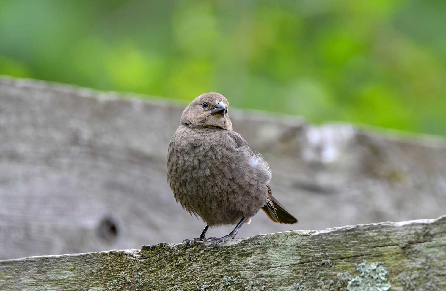 Brown headed cowbird on a log