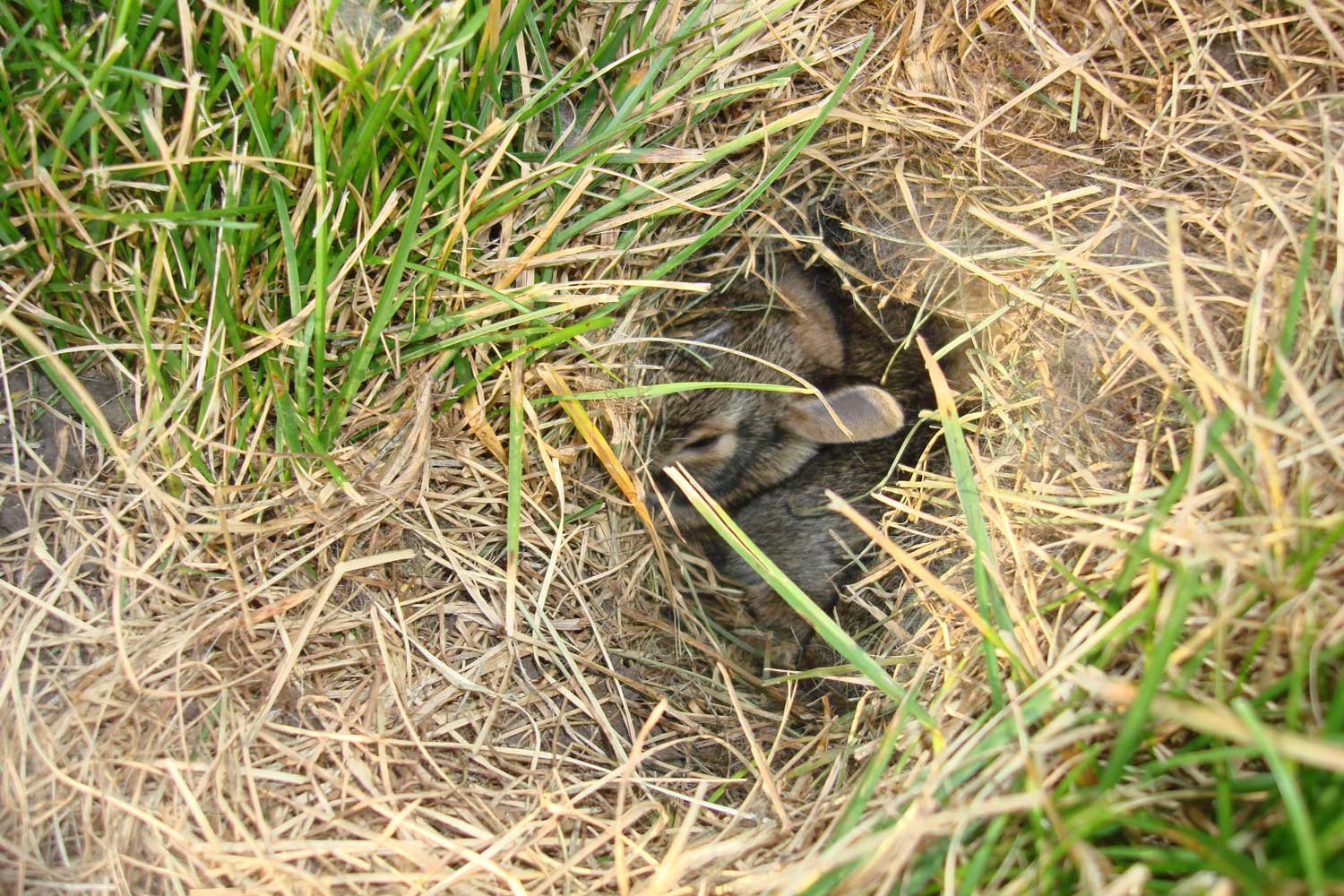 A hole in the grass covered with dried grasses with baby rabbits visible inside.
