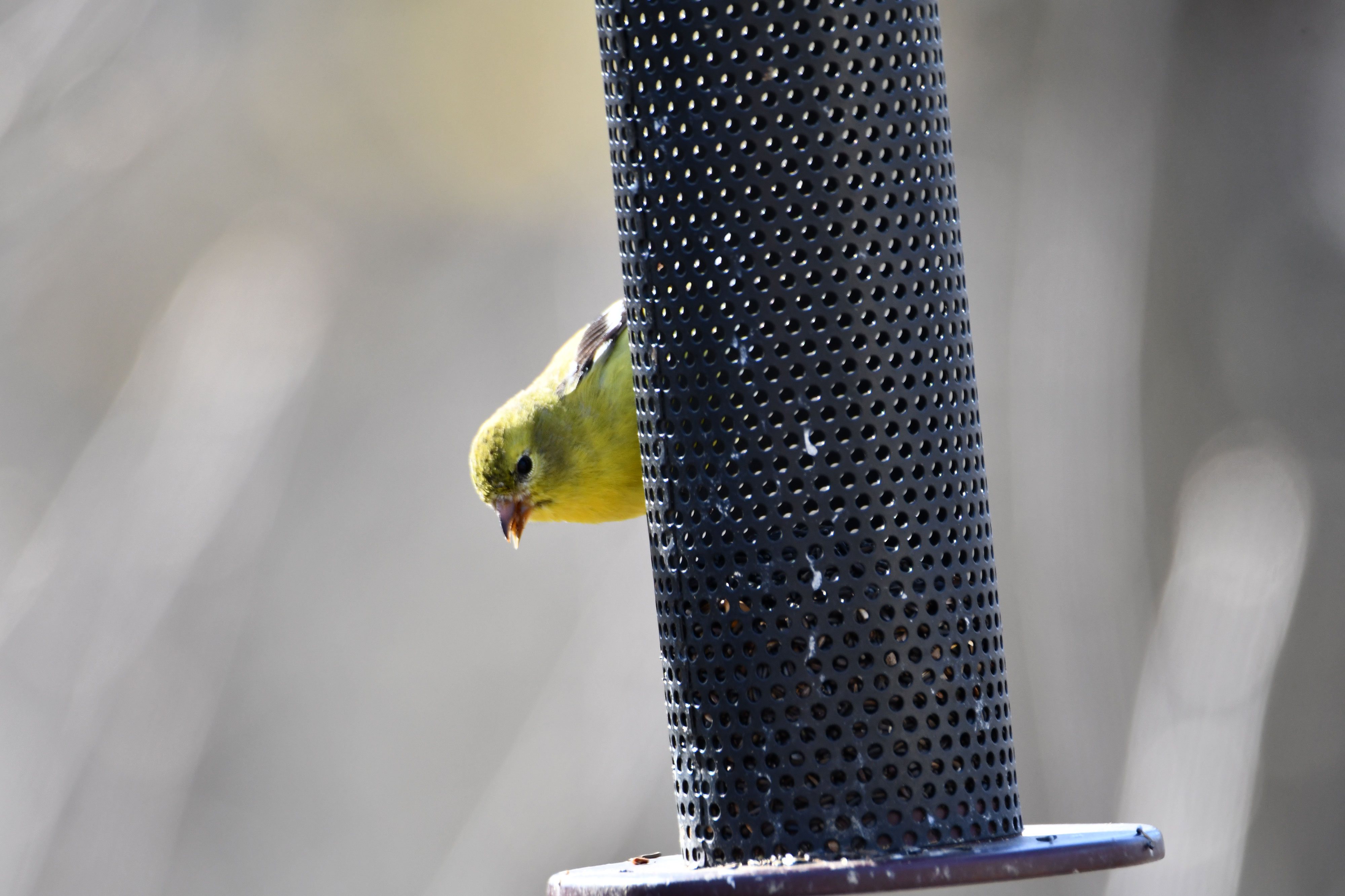 An American goldfinch at a feeder.