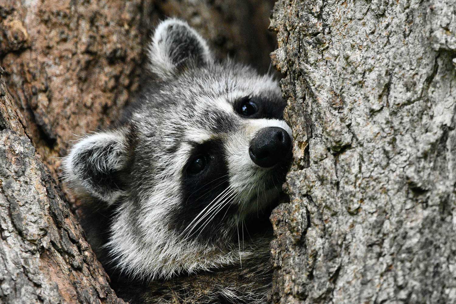 A raccoon peeking out from behind a tree trunk.