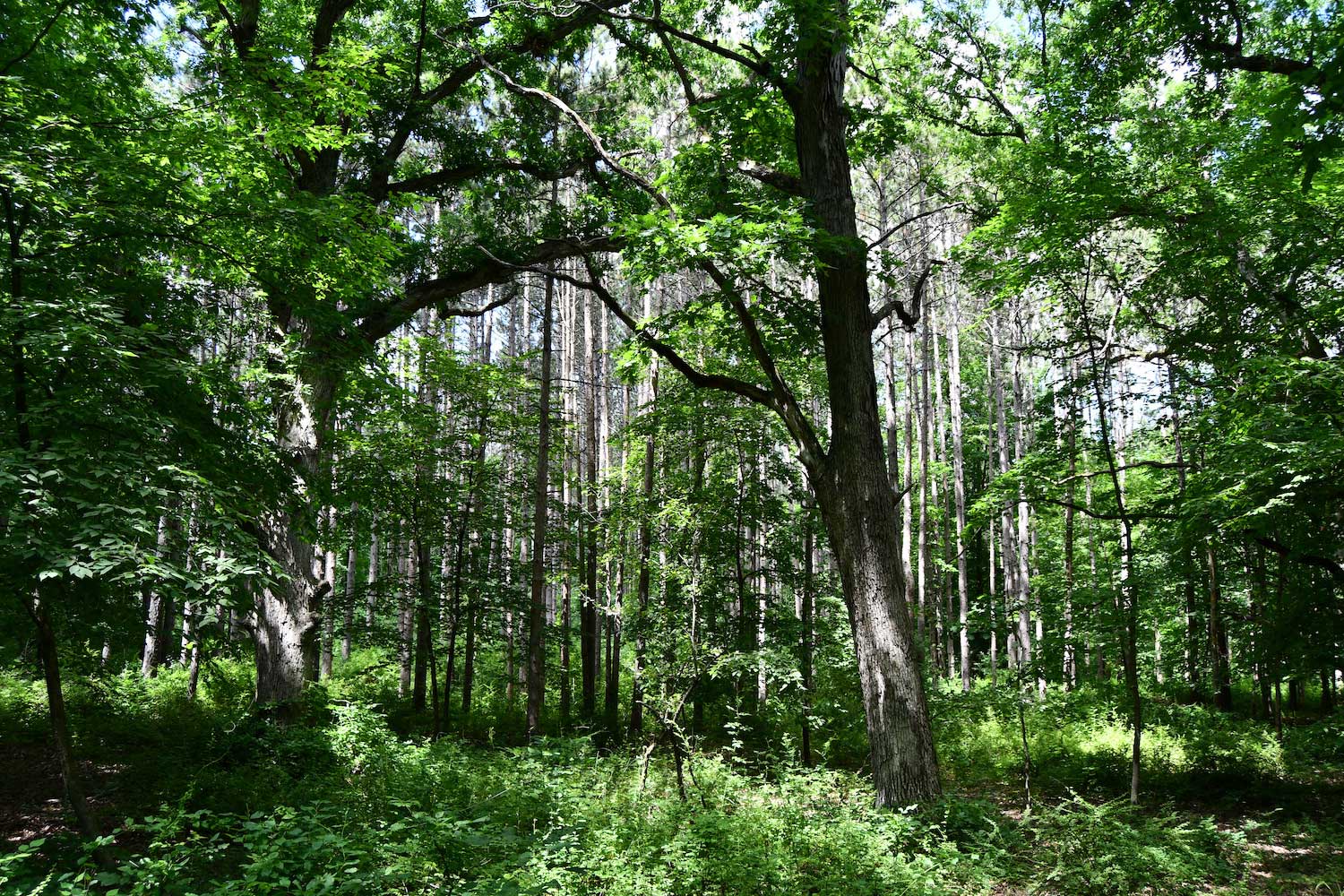 A forest with trees full of green leaves.