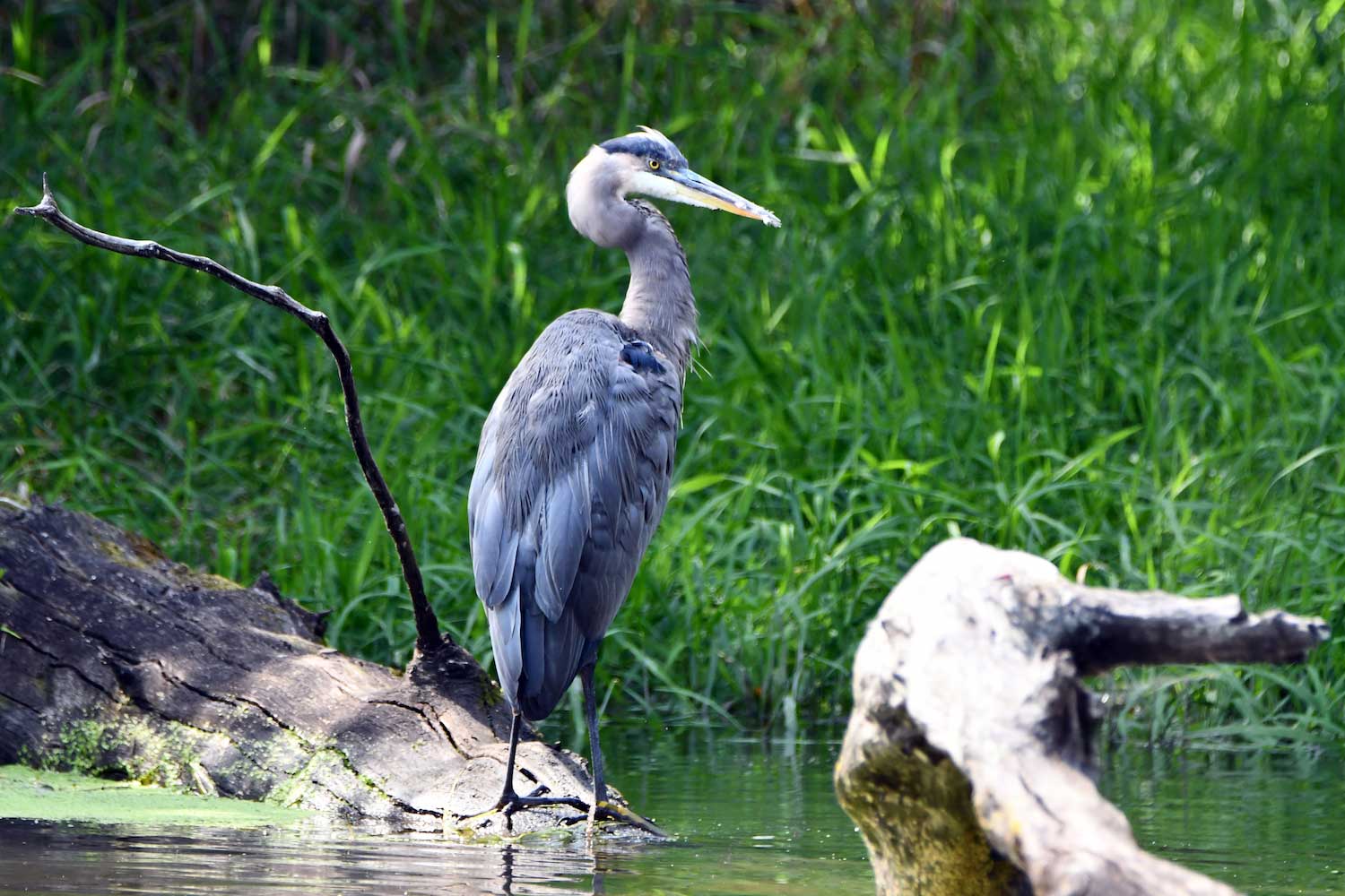 A great blue heron standing in shallow water.