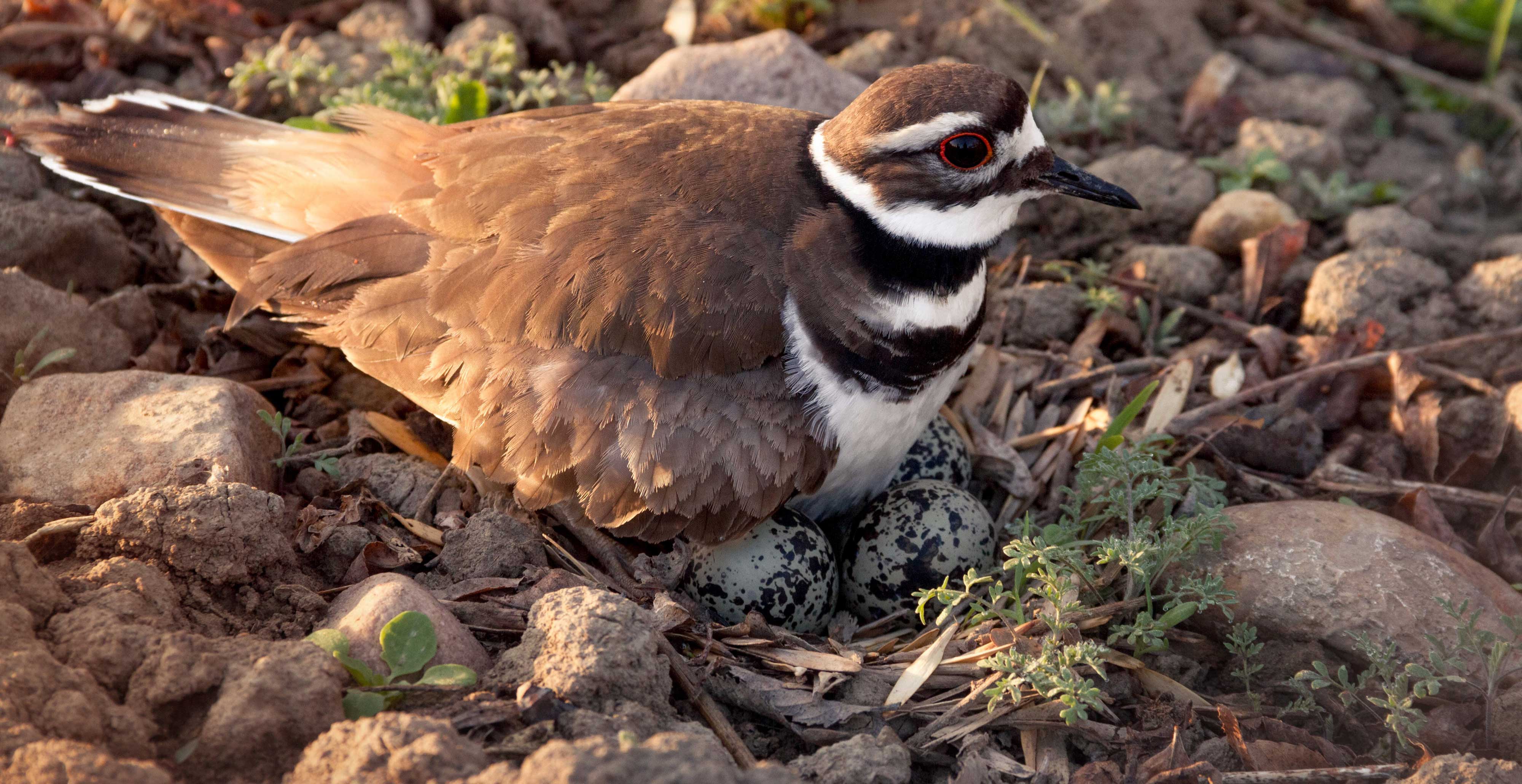 A killdeer sitting on its nest in rocks.