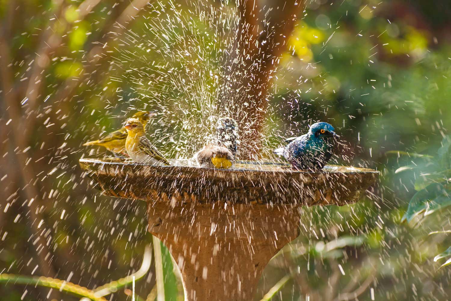 Birds splashing in the water in a birdbath.