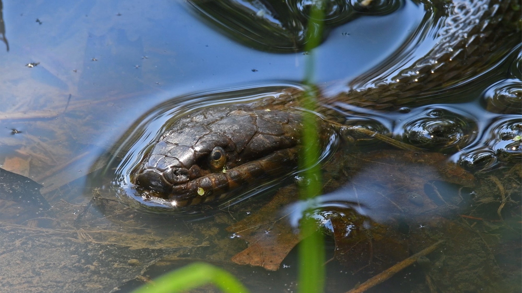 A northern water snake in the water.