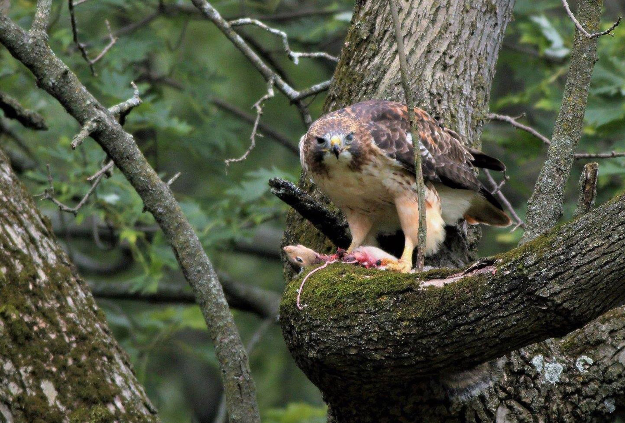 A red-tailed hawk looking at the camera with a squirrel in its talons.