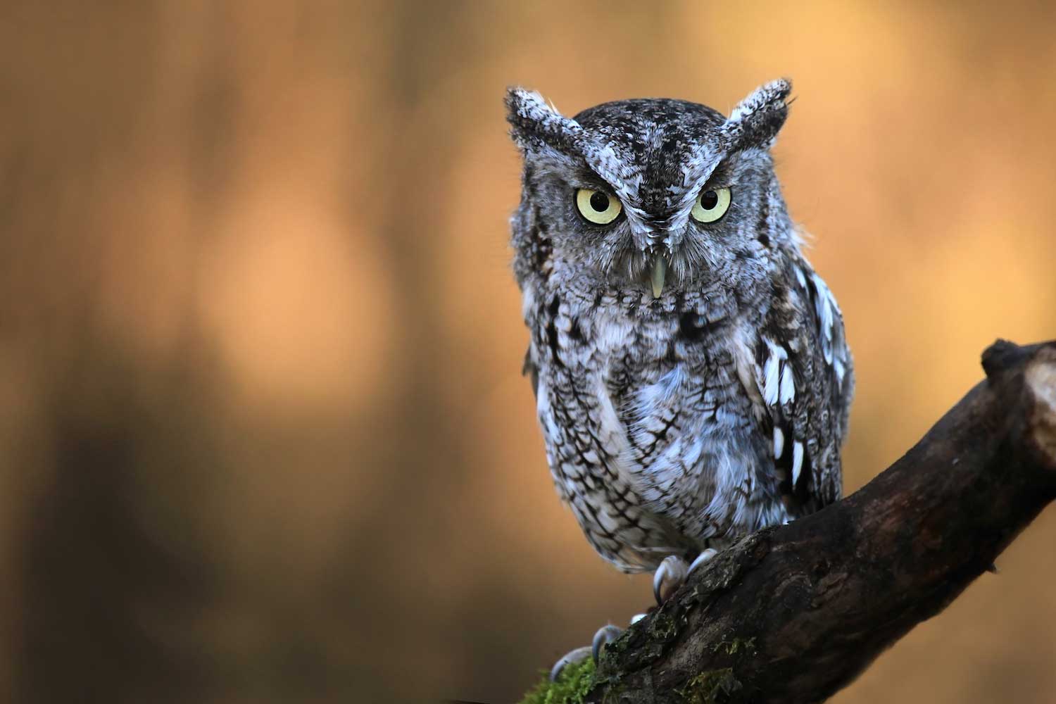 An eastern screech owl perched on a branch