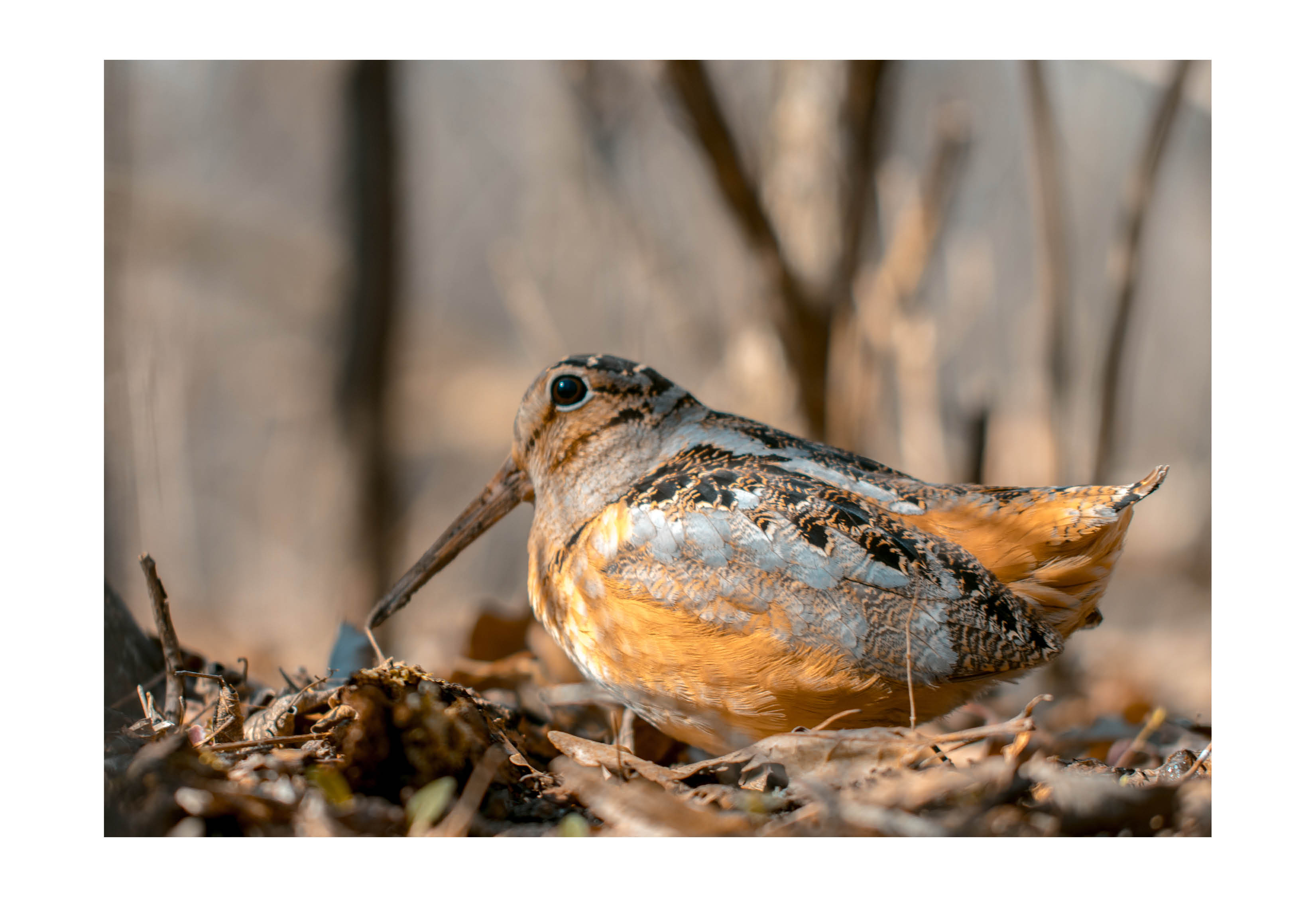 A woodcock on a forest floor.