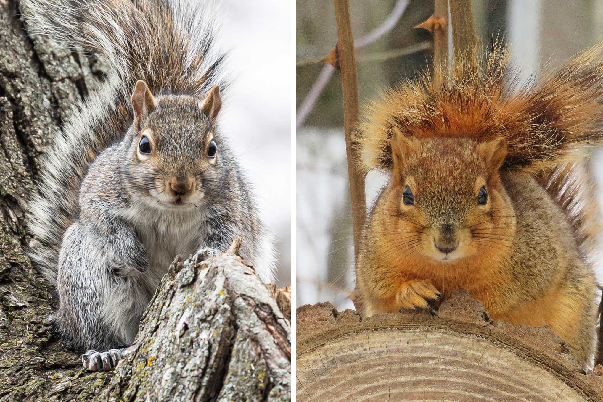A side-by-side comparison of a gray squirrel and a fox squirrel.