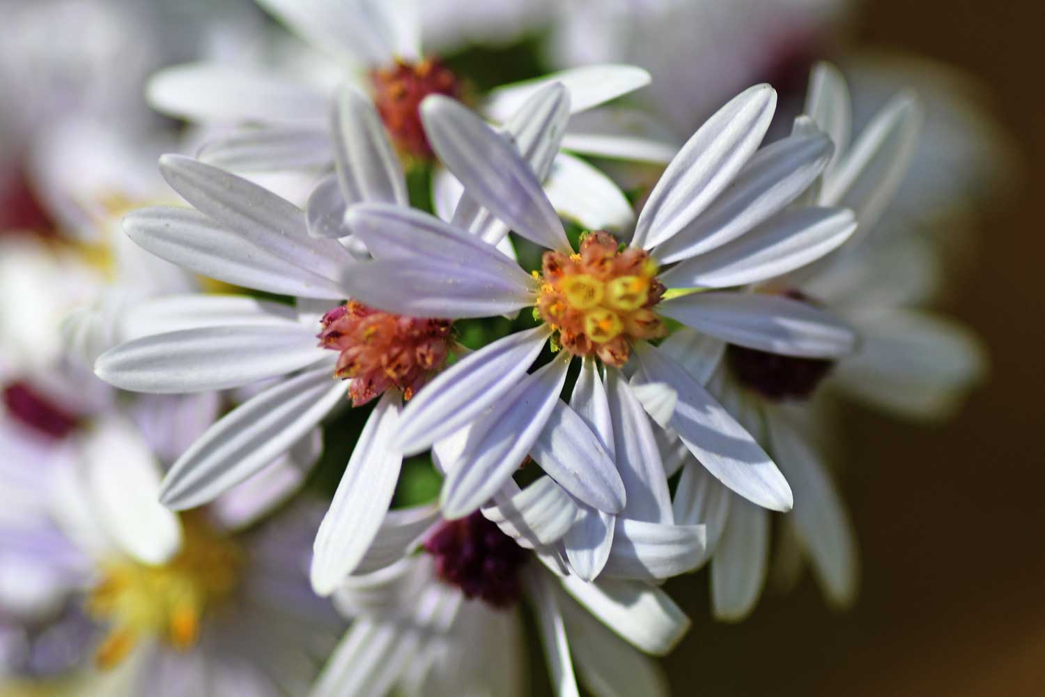 Aster flower blooms.