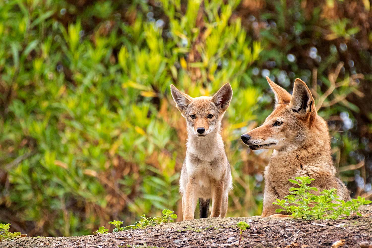 A coyote and its pup in a forest.