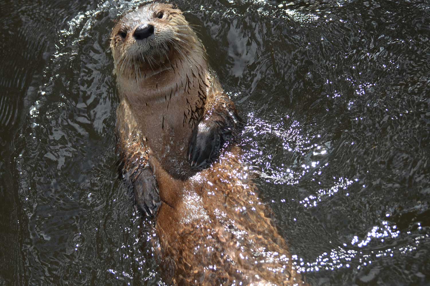 A river otter swimming on its back with its head out of water.