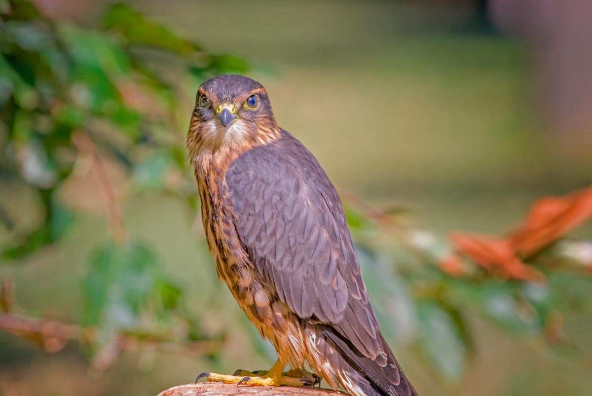 Merlin perched on a branch