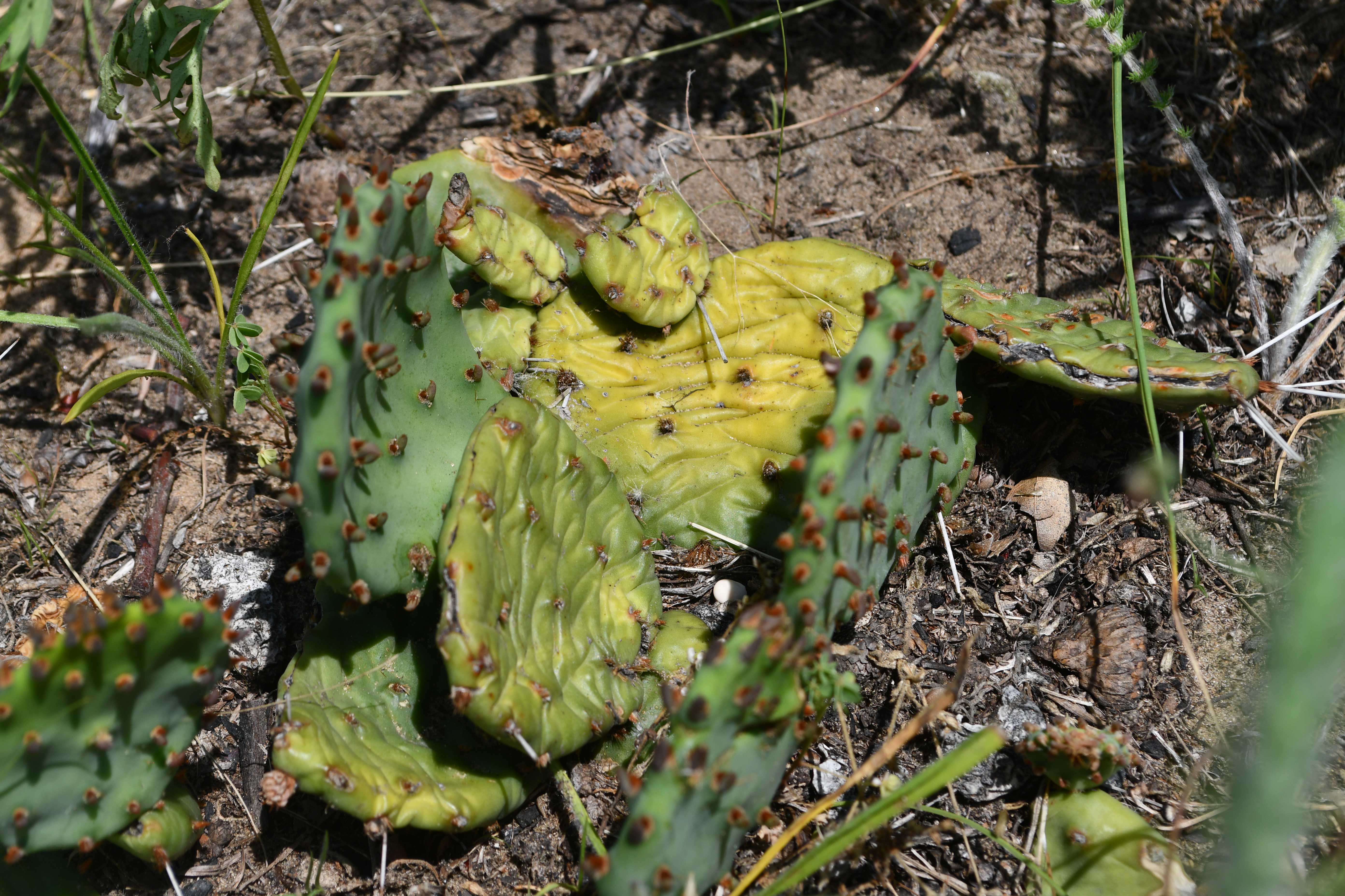 Two flat, green pads of an eastern prickly pear cactus lie on sandy ground.