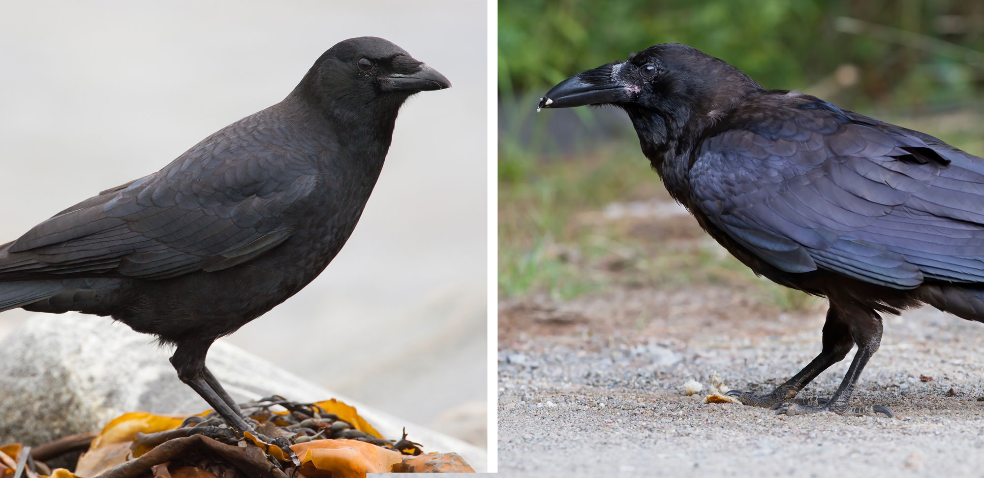 A crow and a raven side by side.