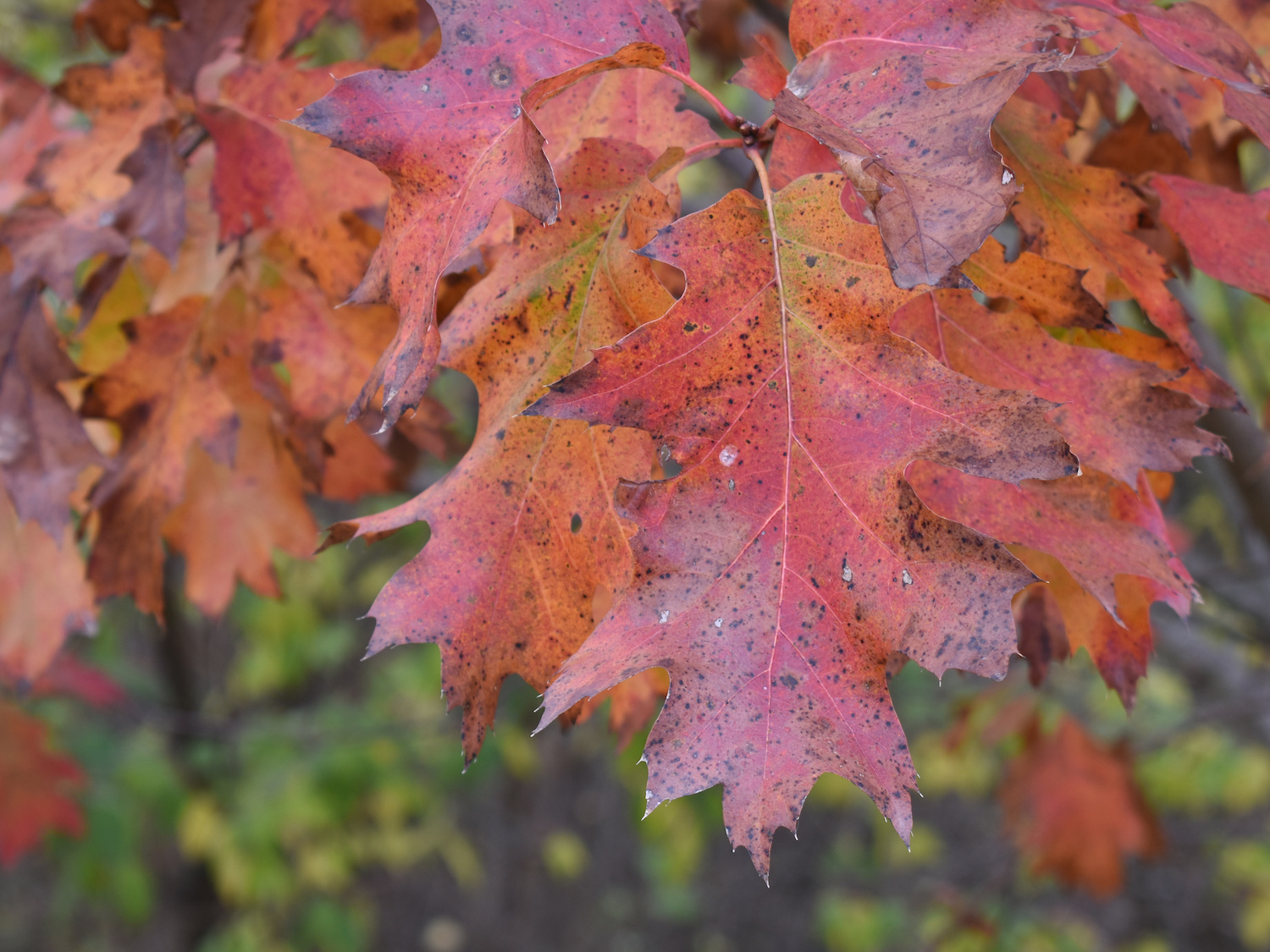 A cluster oak leaves changing color for fall.