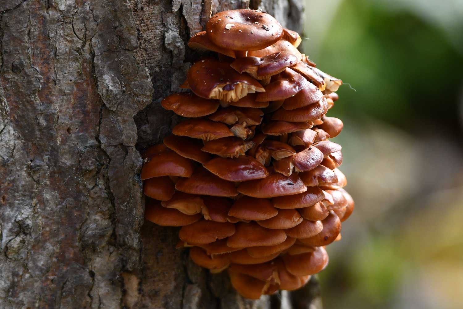 Velvet foot mushrooms on a tree.