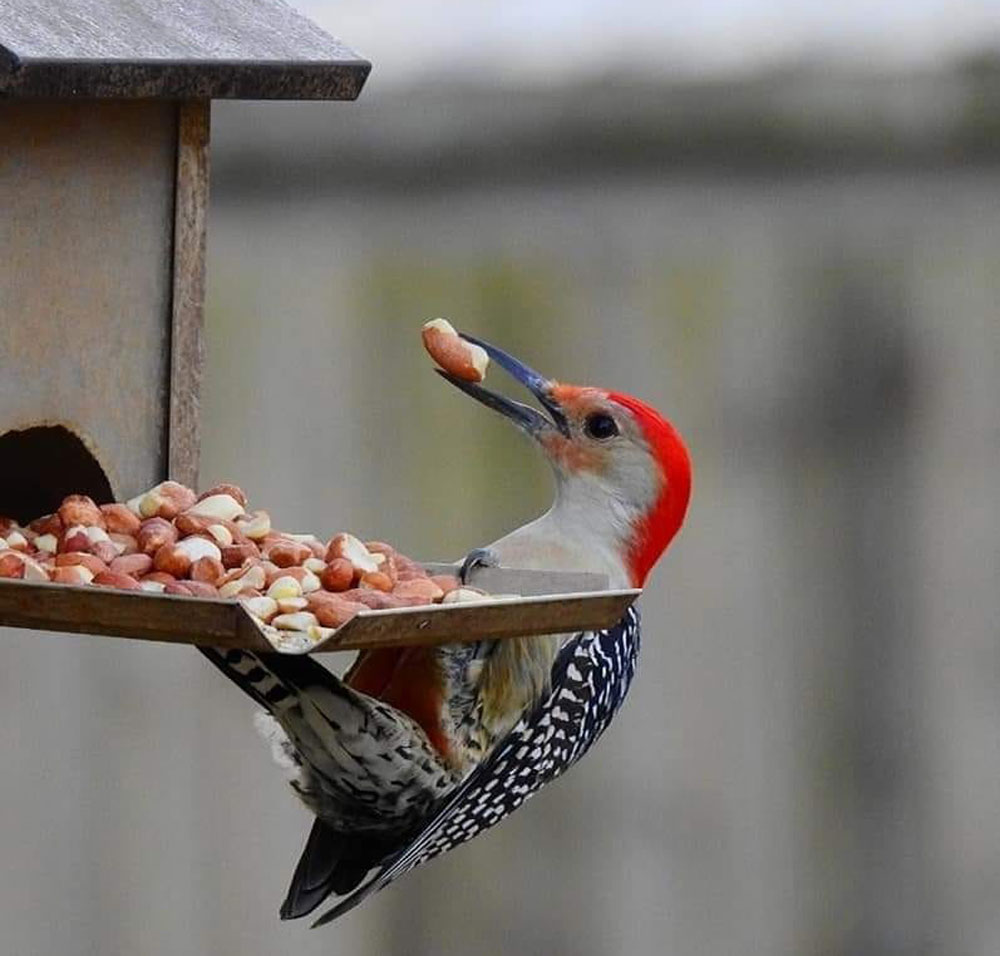 A red-bellied woodpecker at a bird feeder with a nut in its mouth.