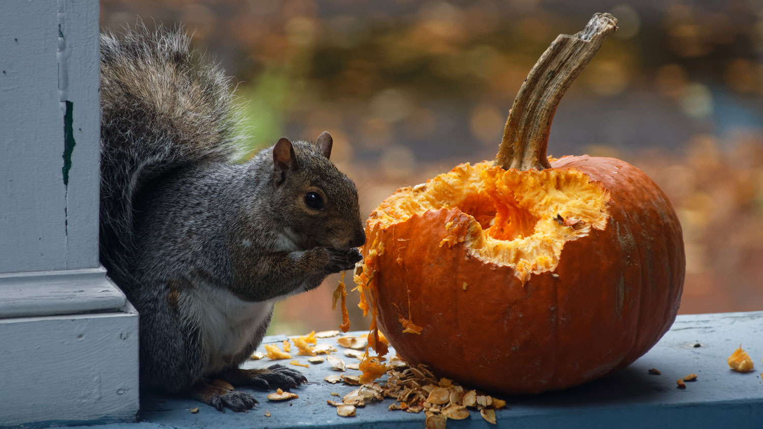 A squirrel eating a pumpkin on a porch.