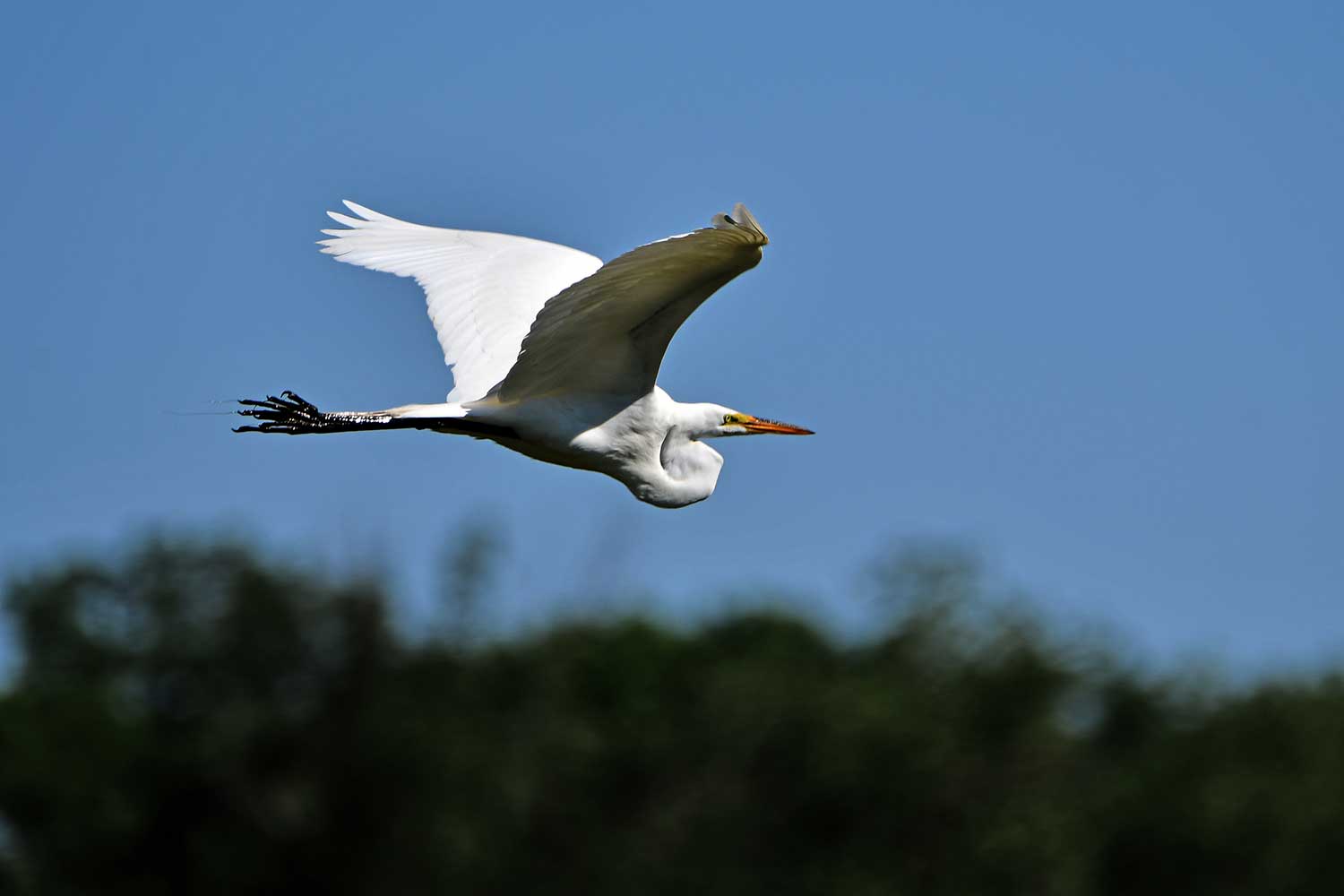 A great egret in flight.