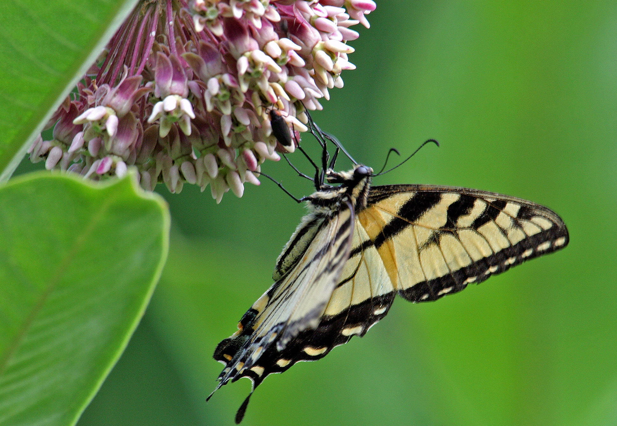 A tiger swallowtail butterfly sipping nectar from milkweed.