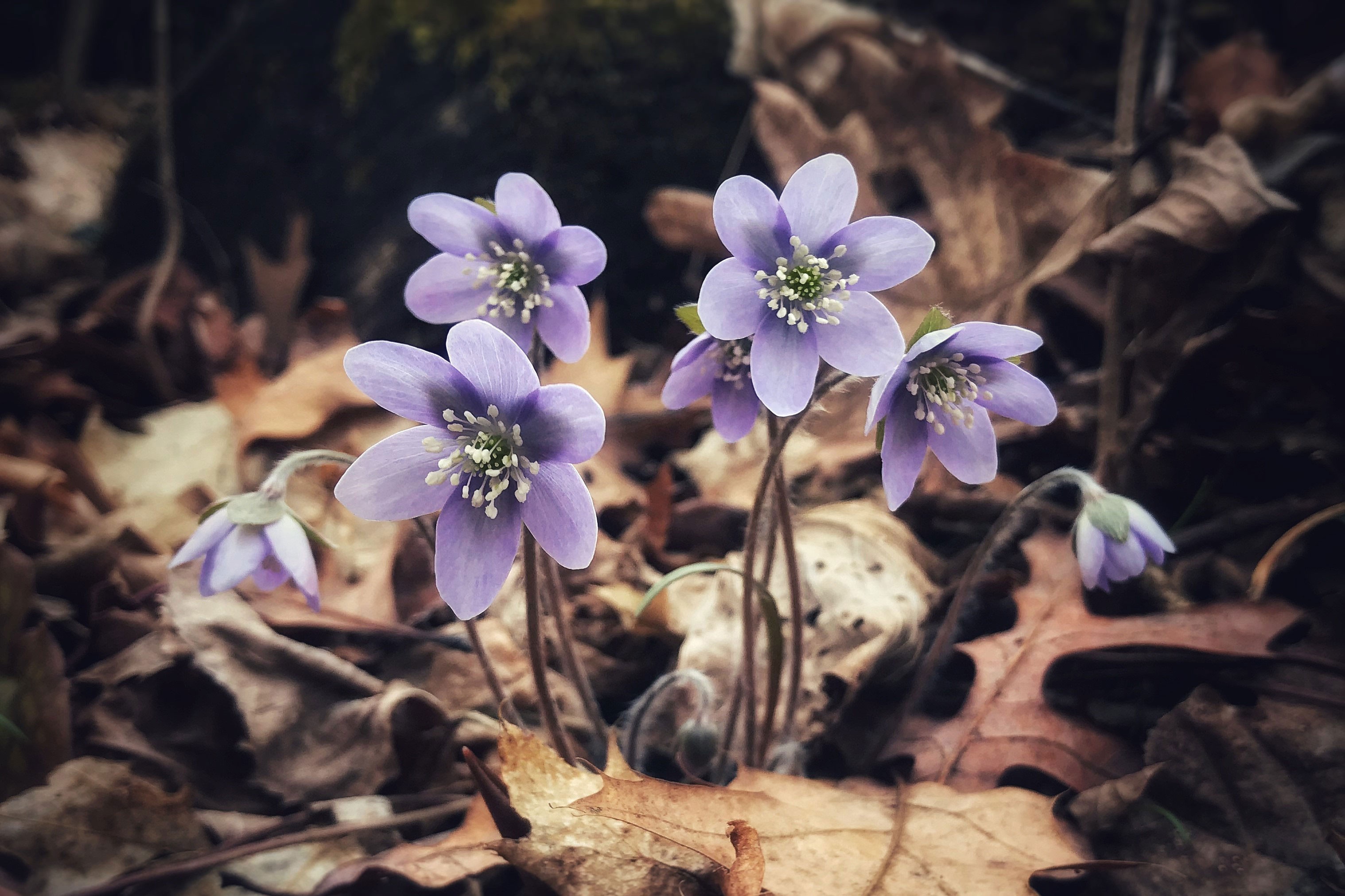 Hepatica.
