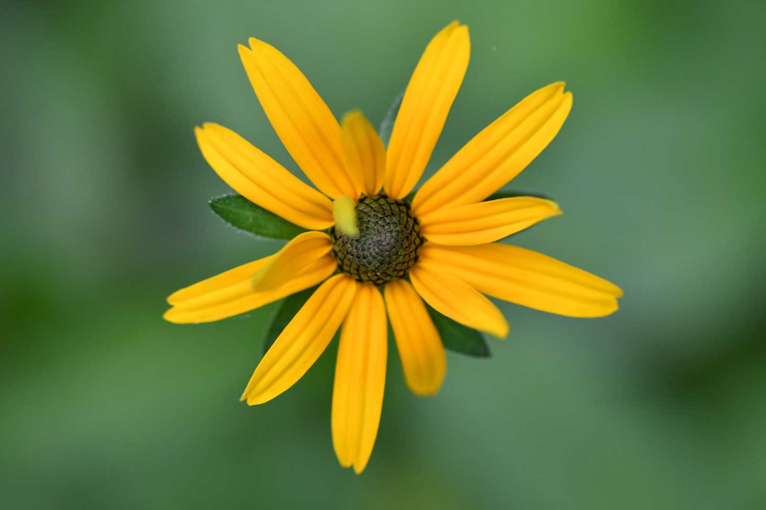 A yellow coneflower bloom.
