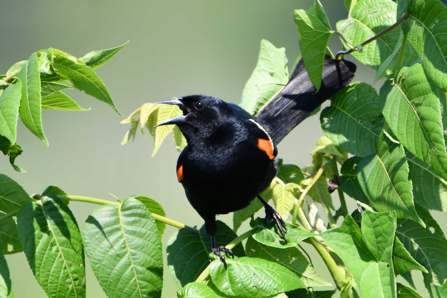 Male red-winged blackbird perched atop vegetation.