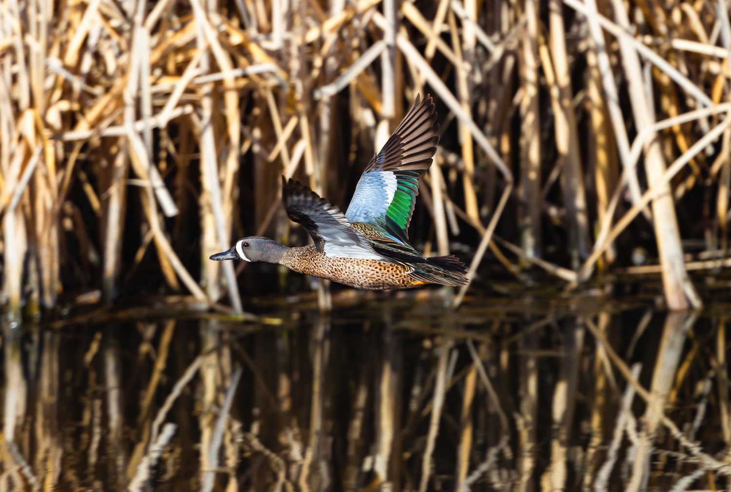 A blue-winged teal in flight.