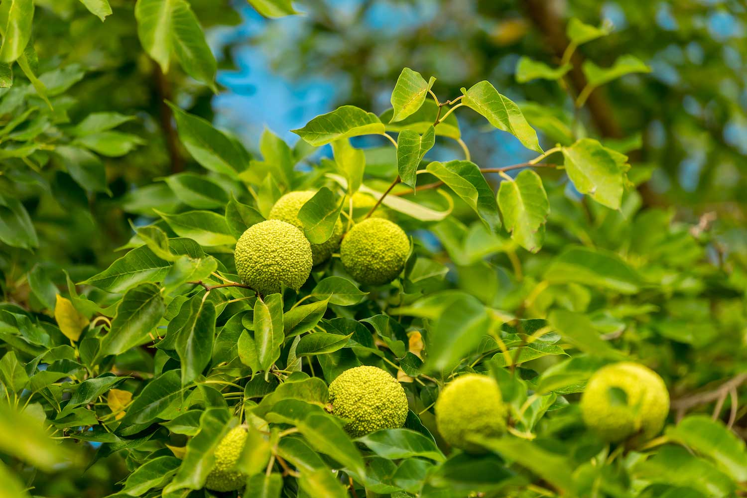 An Osage orange tree with several of the large fruits hanging from its branches.