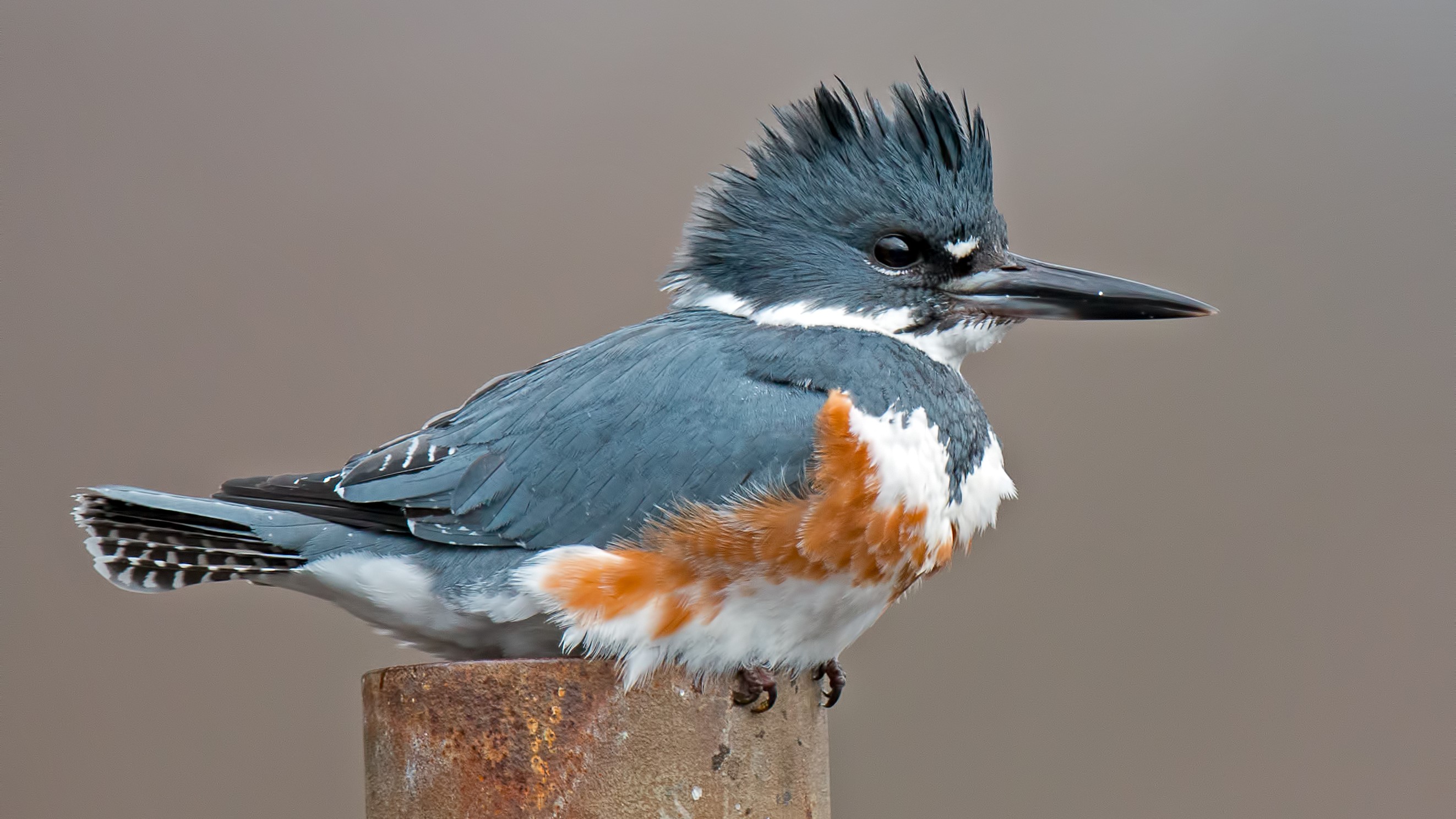 Close-up of a belted kingfisher.