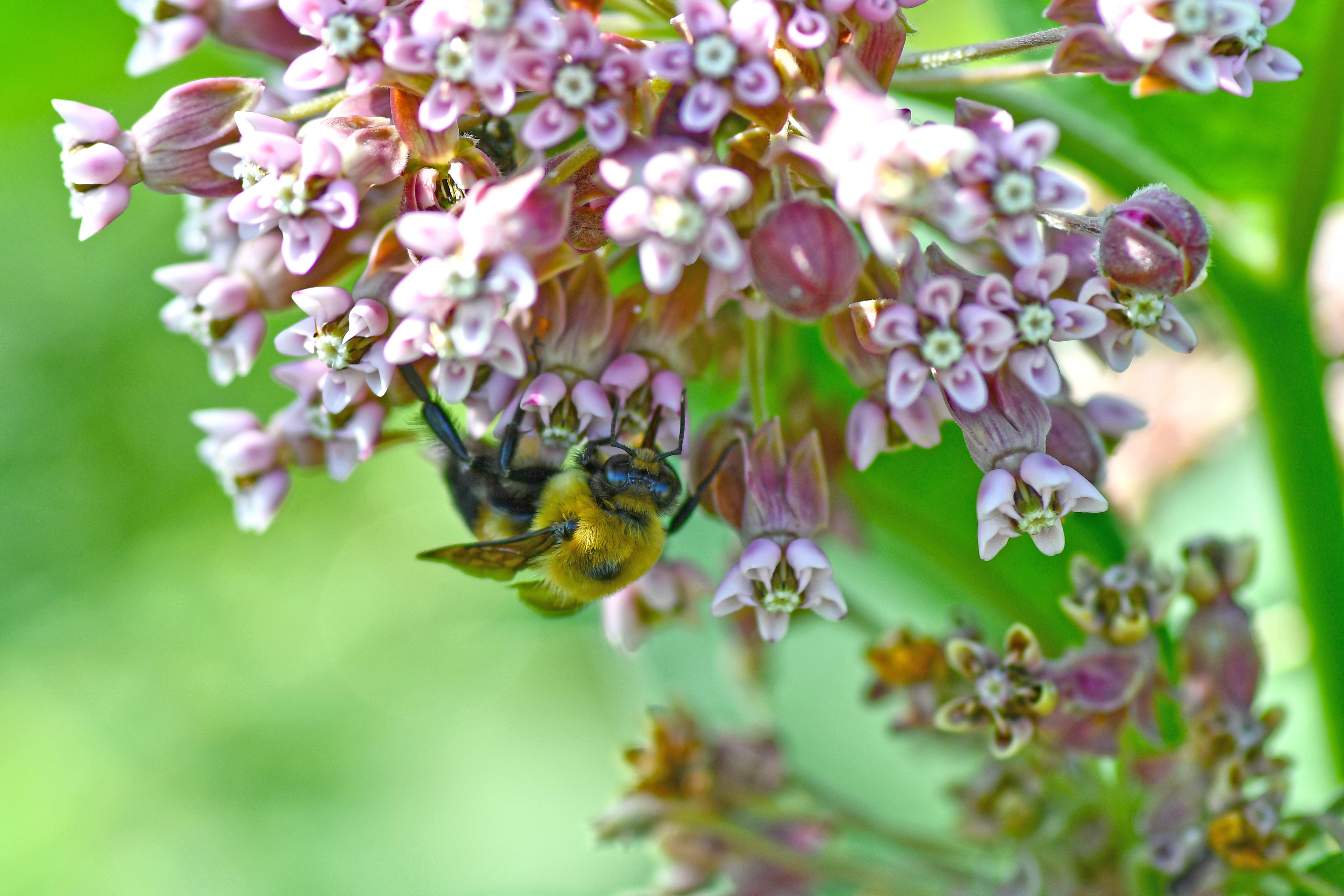 Common Eastern Bumble Bee  National Wildlife Federation