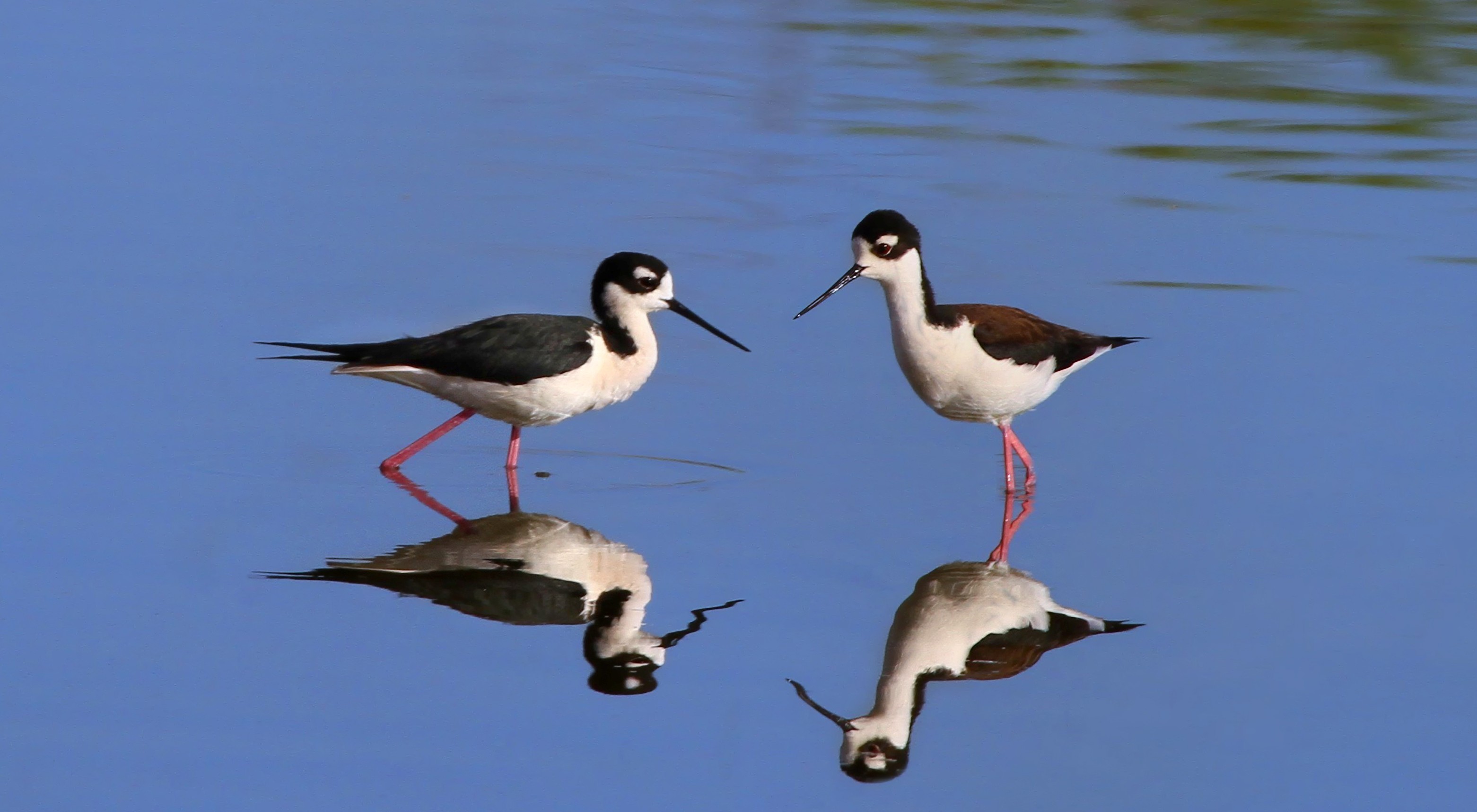 Two black-necked stilts standing in water.