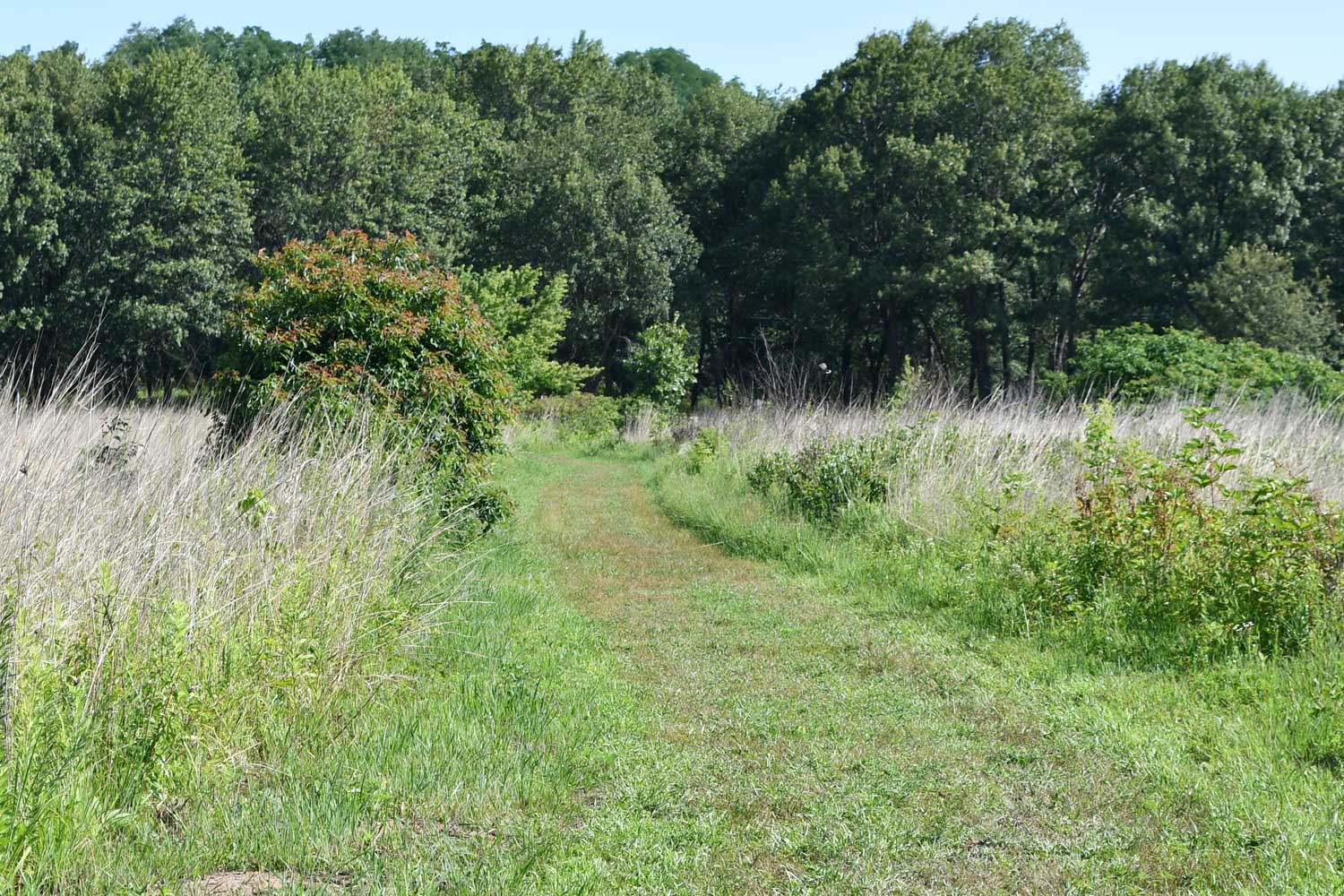 Grass trail lined with other grasses.