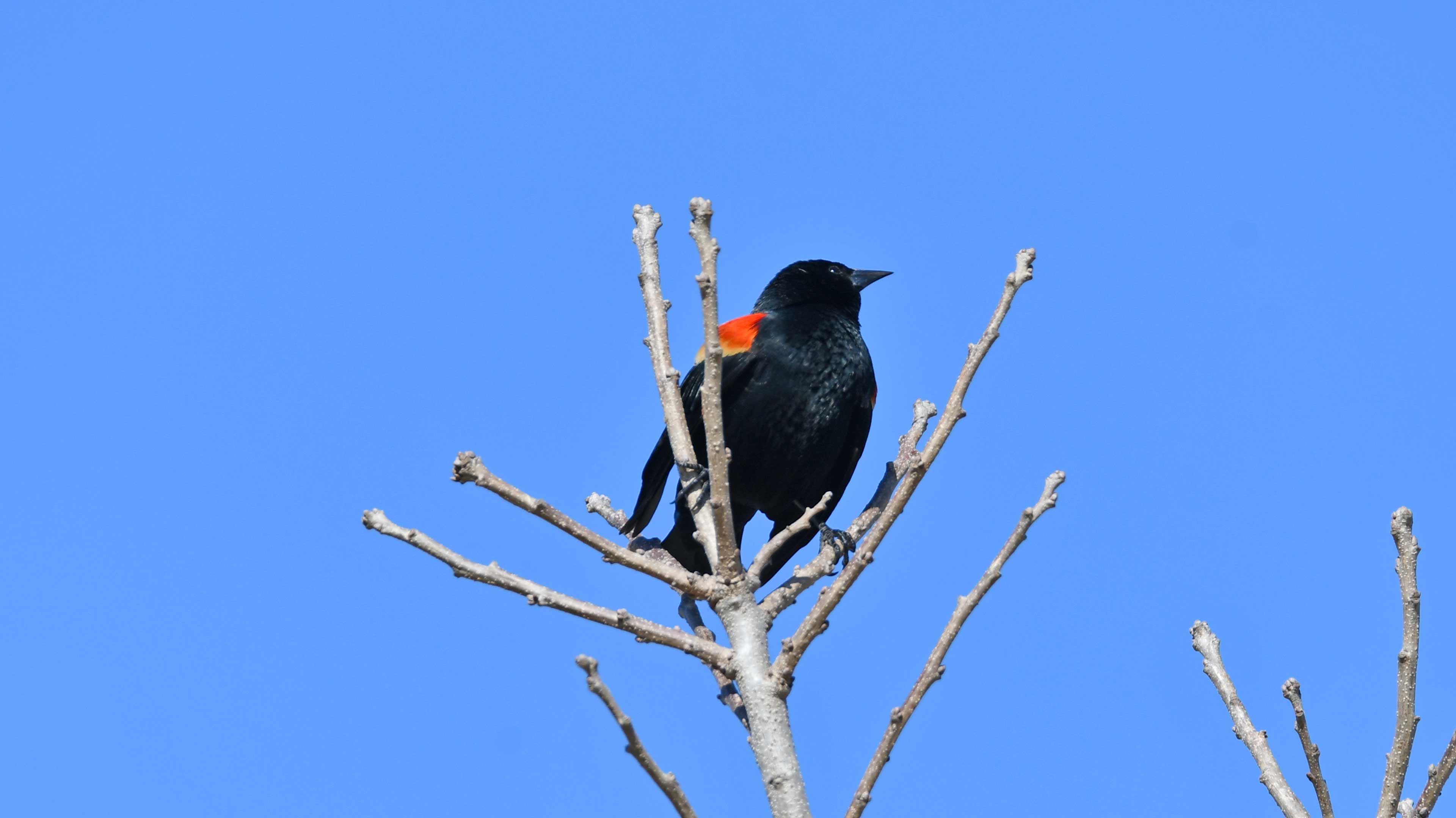 Red-winged blackbird in a tree.