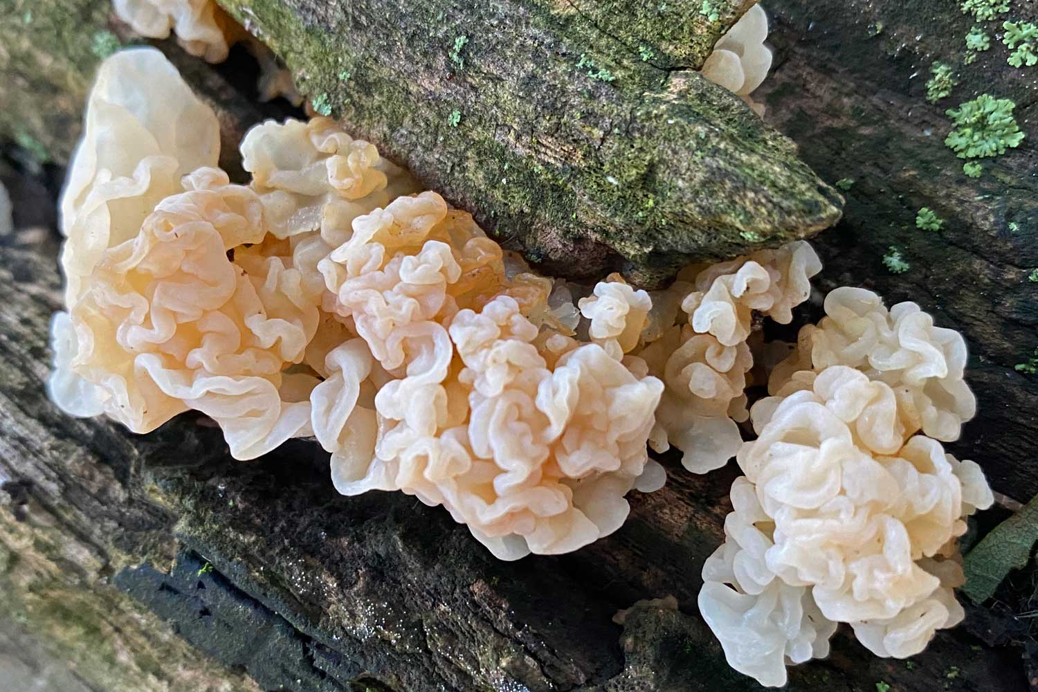 Jelly fungus on a downed tree.