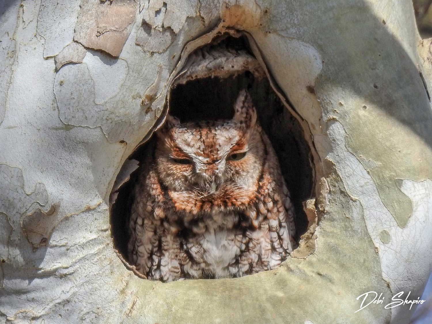 A screech owl in a tree cavity.