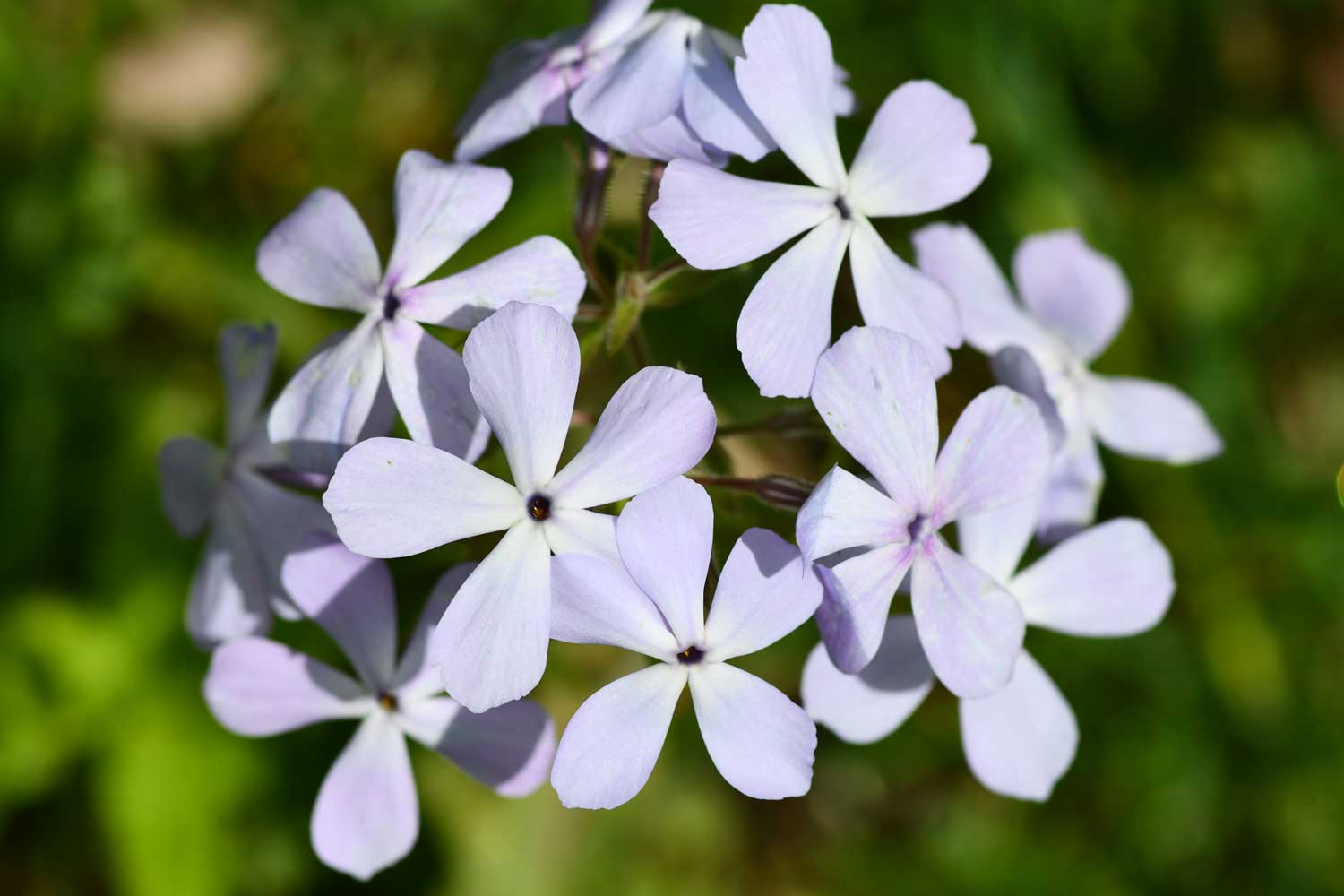 Phlox flower blooms.