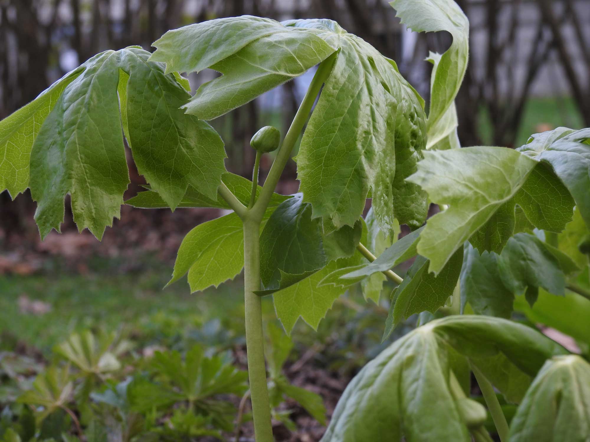 Green mayapple plants on the forest floor